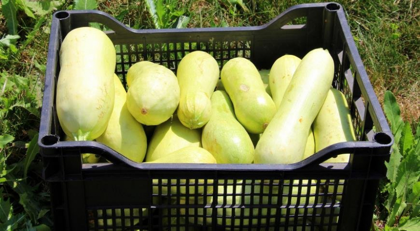 Как долго хранить свежие кабачки: пролежат до зимы