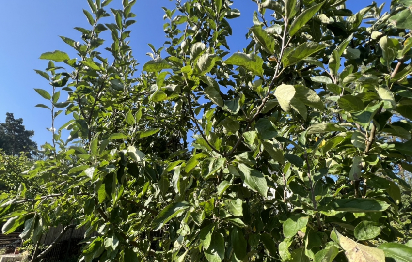 Чем мульчировать огород и сад осенью: 6 лучших вариантов для защиты почвы