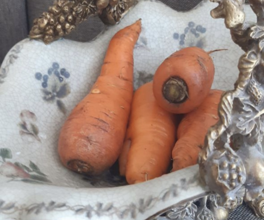 В каком месяце убирать морковь: точные сроки и главные правила