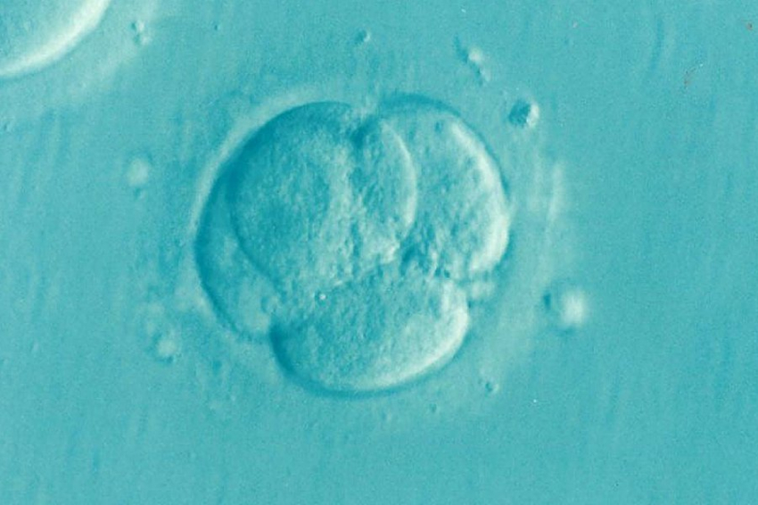 Nature: израильские биологи вырастили эмбрион без яйцеклетки и сперматозоида