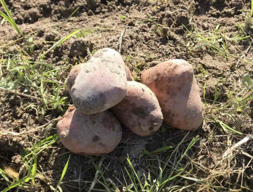 Борщ и суп без картофеля: чем можно заменить традиционный овощ – лучшие варианты