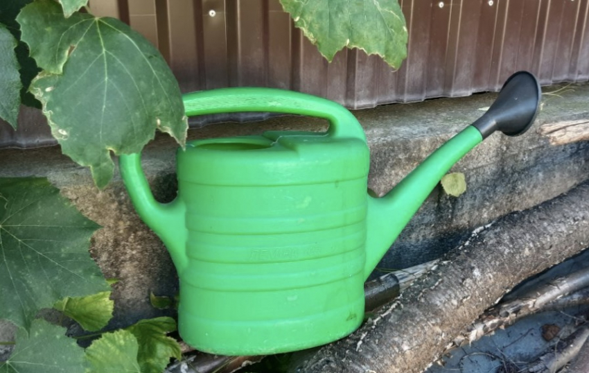 5 лучших сидератов для огорода на зиму: защитят и удобрят почву, улучшат урожай