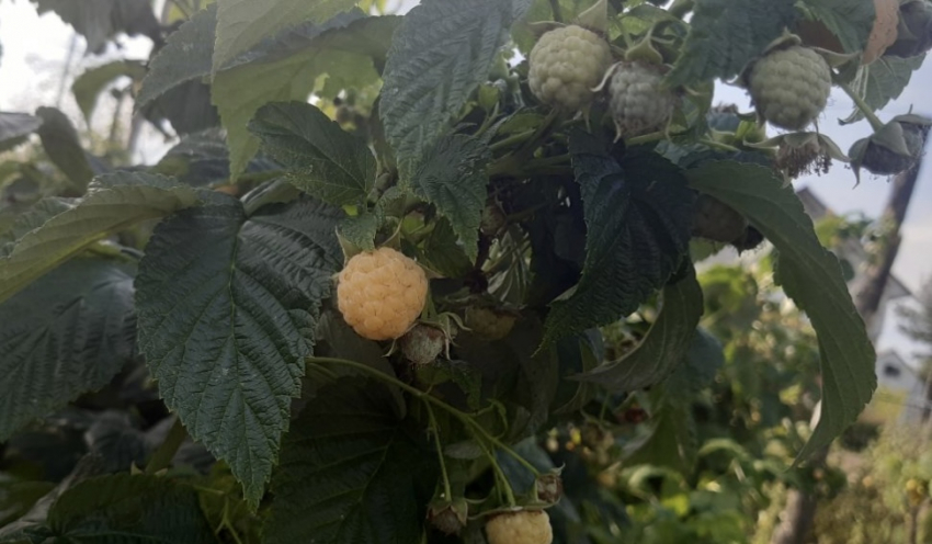 Чем подкормить малину в сентябре и октябре: простые секреты для обильного урожая