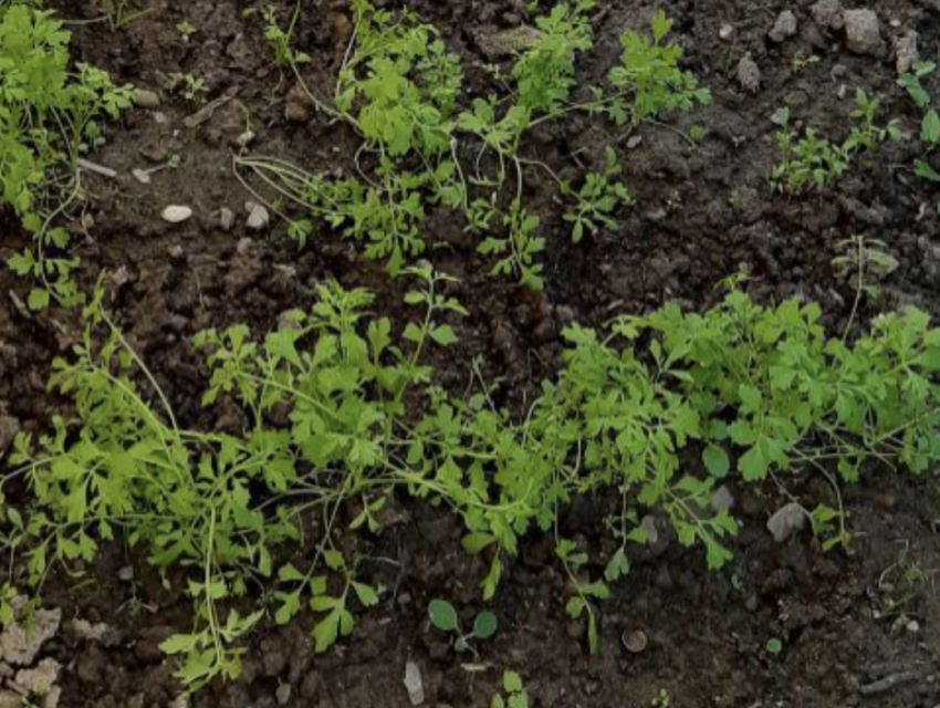 Что внести осенью на грядки для восстановления почвы: хитрость, о которой не все знают