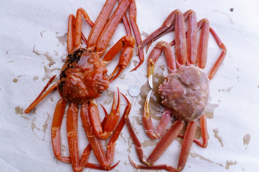 РБК: крабы стали стоить дешевле раков, но россияне их не покупают