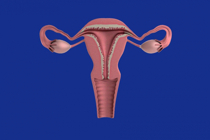 IJMS: биологами США предложен метод борьбы с женским бесплодием