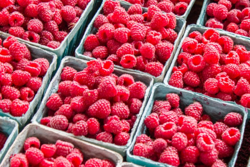 Польские фермеры терпят убытки из-за украинской малины