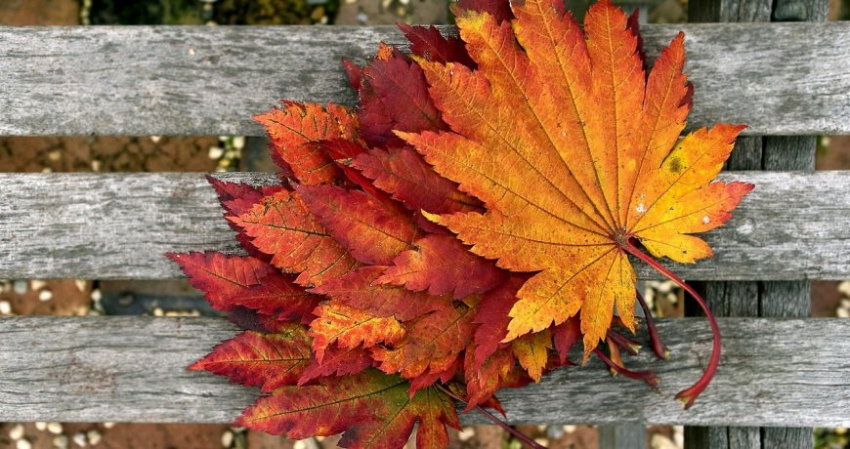 Домнин день: народные приметы и праздники 16 сентября 2023 года