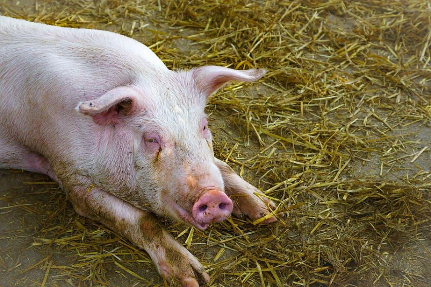 В колбасе из Владимирской области найден вирус африканской чумы свиней