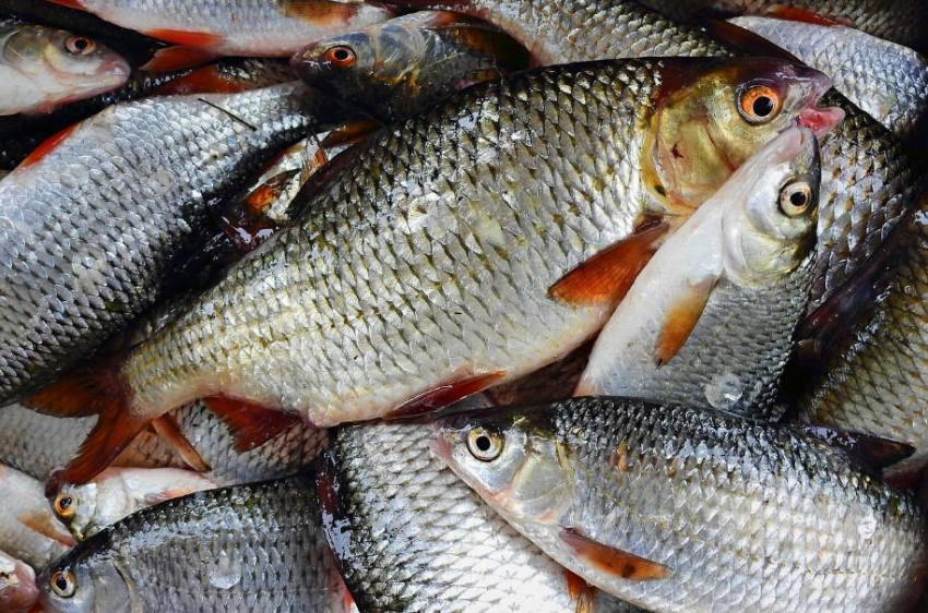 В Россельхознадзоре заявили, что показатели радиоактивности рыбы после сброса воды с «Фукусимы-1» в норме