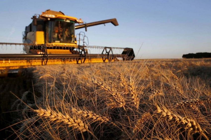 UGA: урожай зерновых в Украине может составить 80 миллионов тонн