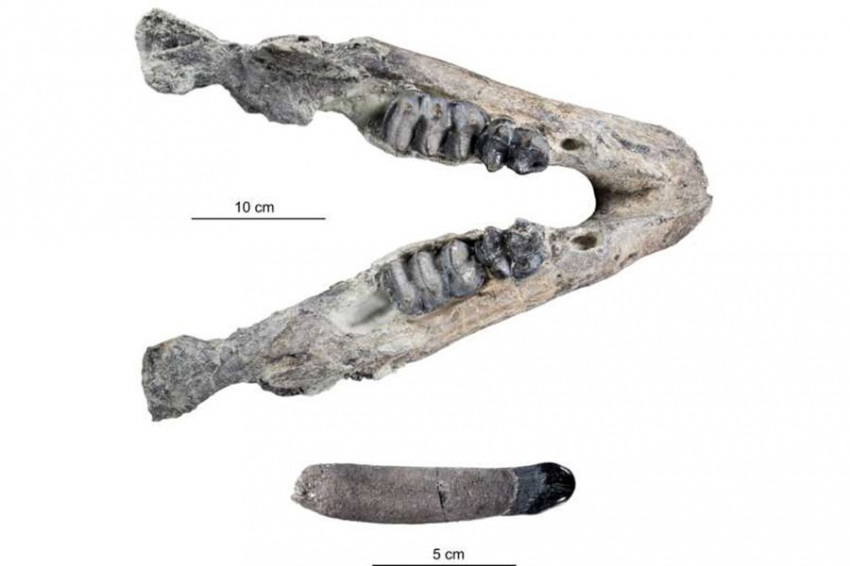 Хоботные из Германии оказались современниками первой прямоходящей обезьяны