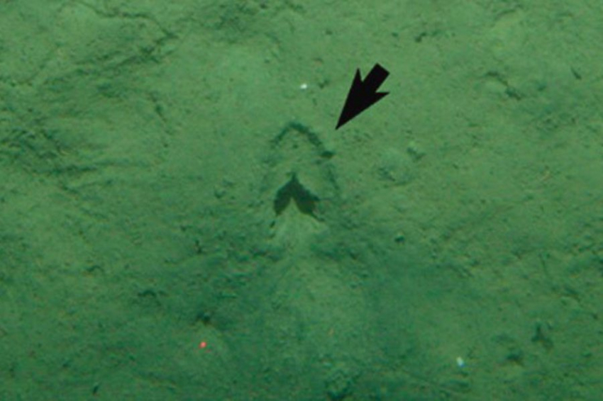 Ученые раскрыли тайну загадочных глубоководных «следов копыт»