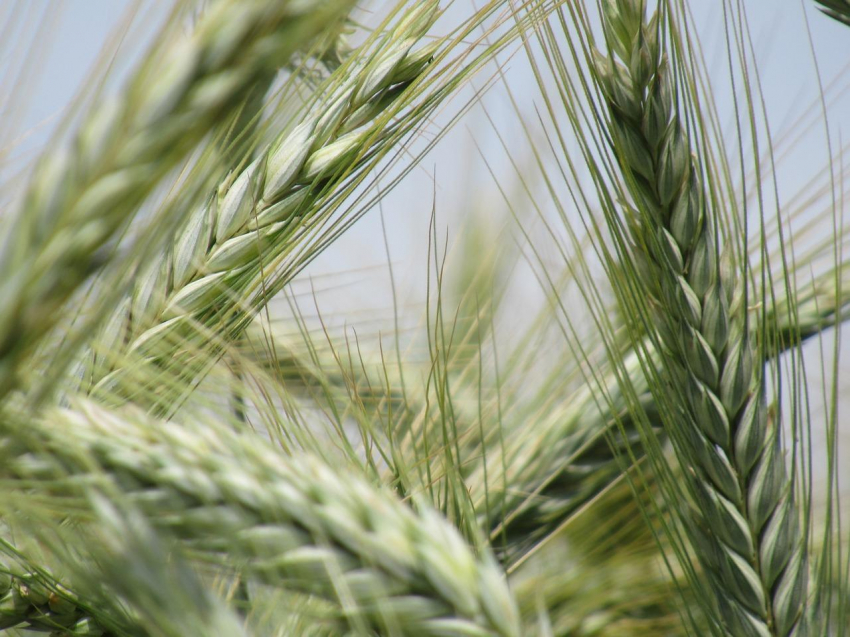 Депутат Лисовский объяснил отказ Египта от российской пшеницы высокими ценами