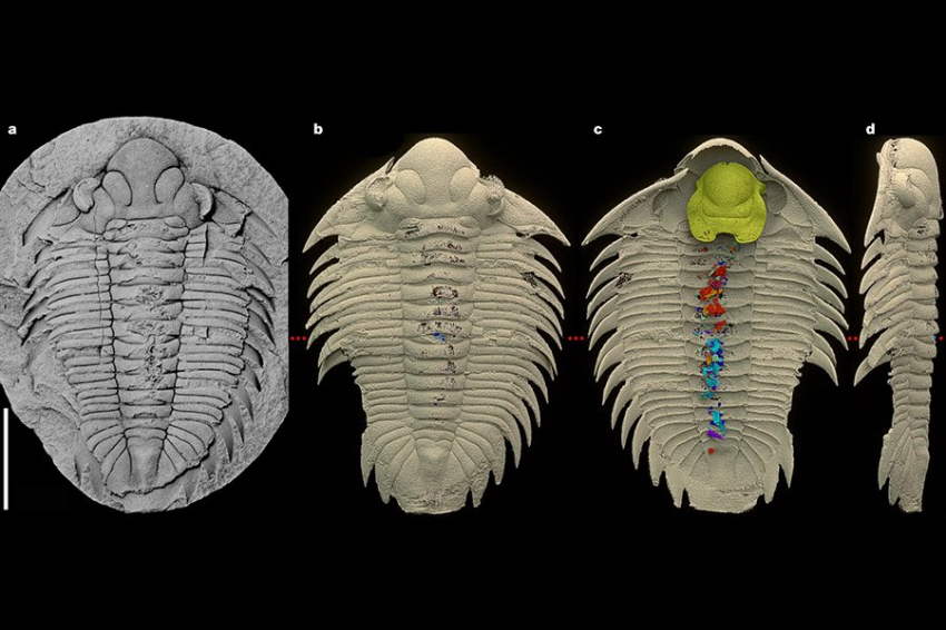 Расширенные изображения показывают последний ужин трилобита возрастом 465 млн лет