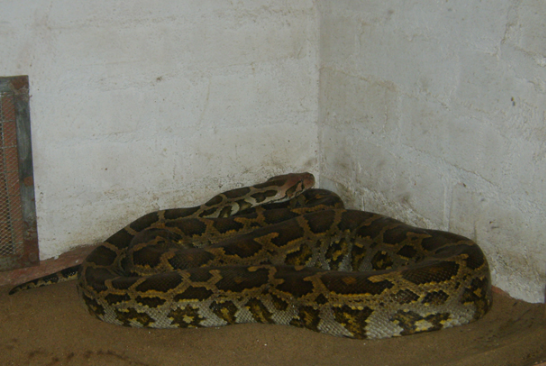 Питон, заползший в дом жителей Таиланда, проглотил домашнего кота редкой породы
