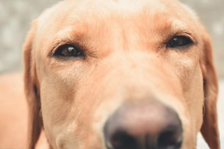 В Новосибирске зоозащитница добилась, чтобы по факту убийства собаки возбудили дело