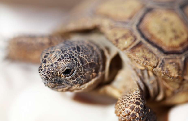 PLOS One: Неандертальцы тушили черепах и ели жареные кедровые орехи