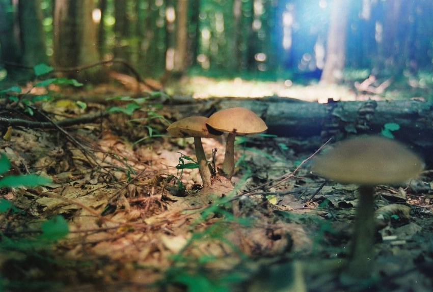 В появлении ведьминых кругов могут оказаться виновны грибы