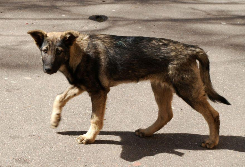 В Санкт-Петербурге собака укусила мужчину за половой член