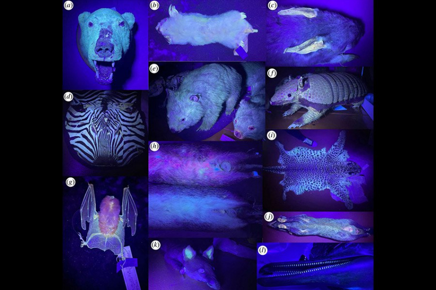 Исследователи обнаружили, что не менее 125 видов млекопитающих светятся в ультрафиолетовом свете