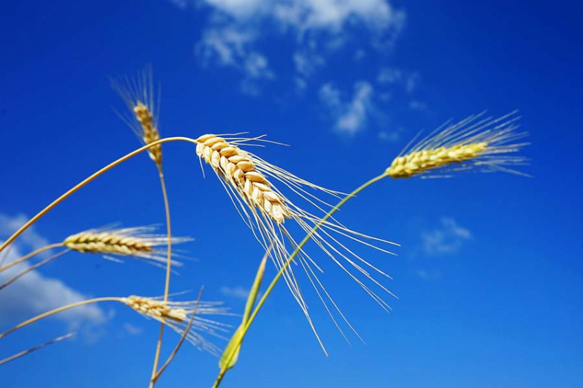 Зеленский заявил, что Украине нужен зерновой коридор для финансирования ВСУ