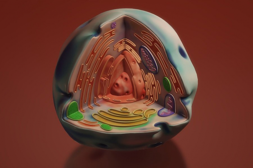 MBoC: швейцарские ученые нашли новый орган в человеческом организме