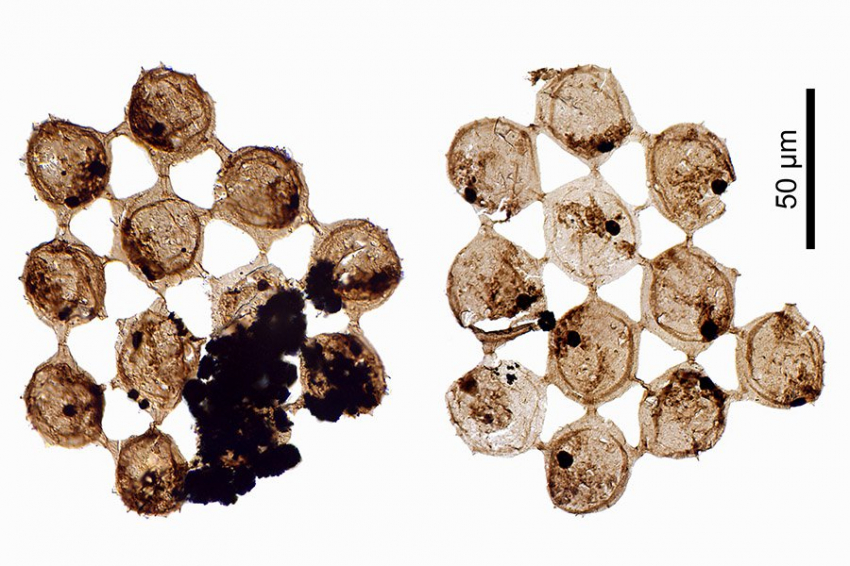 Причудливые новые окаменелости проливают свет на древний планктон