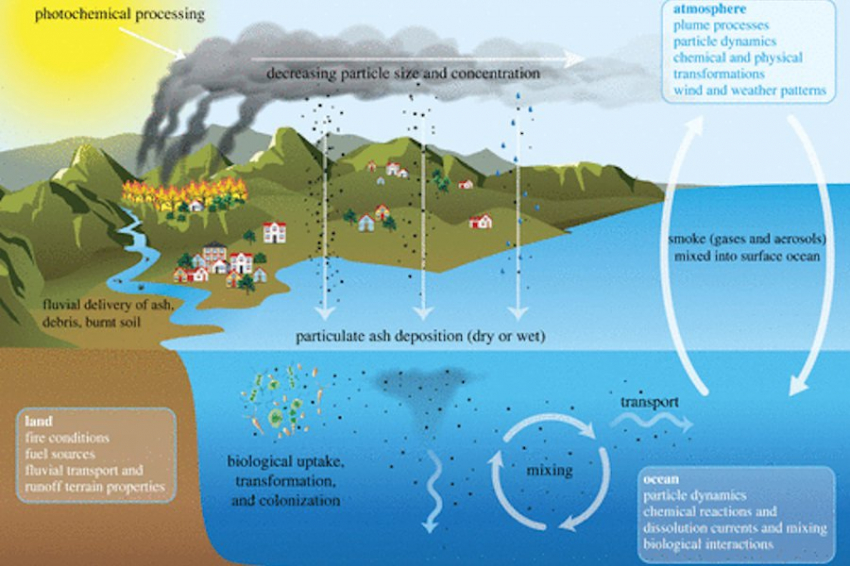 The Royal Society: пепел от лесных пожаров накормил морской планктон