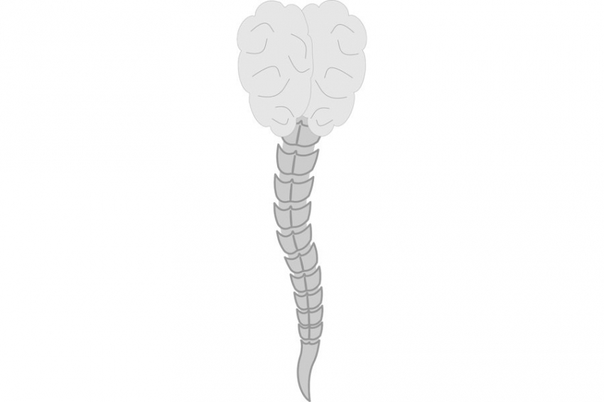 Американские медики совершили прорыв в лечении травмы спинного мозга