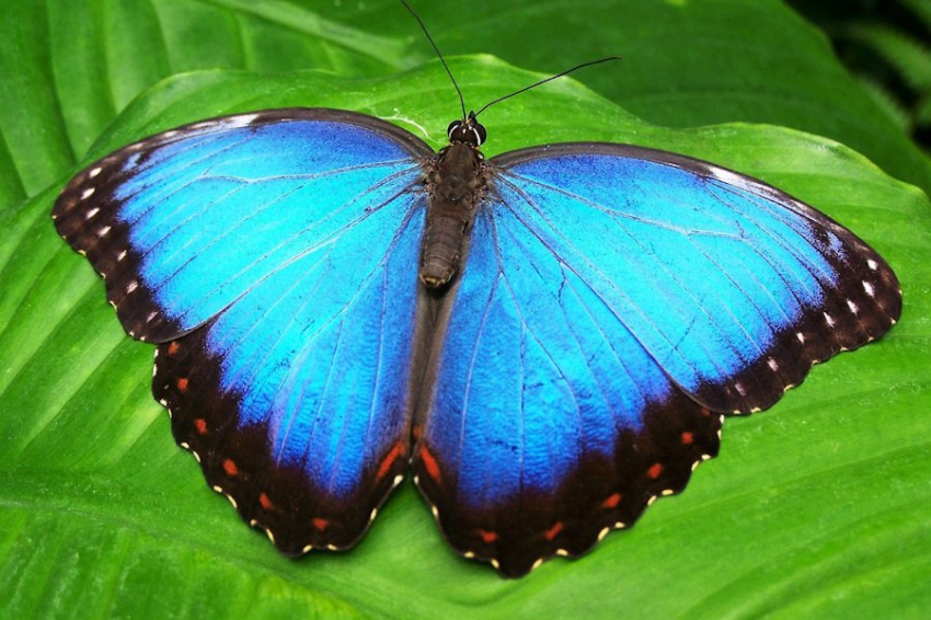 Зрение бабочек помогло создать датчик, «видящий» раковые клетки