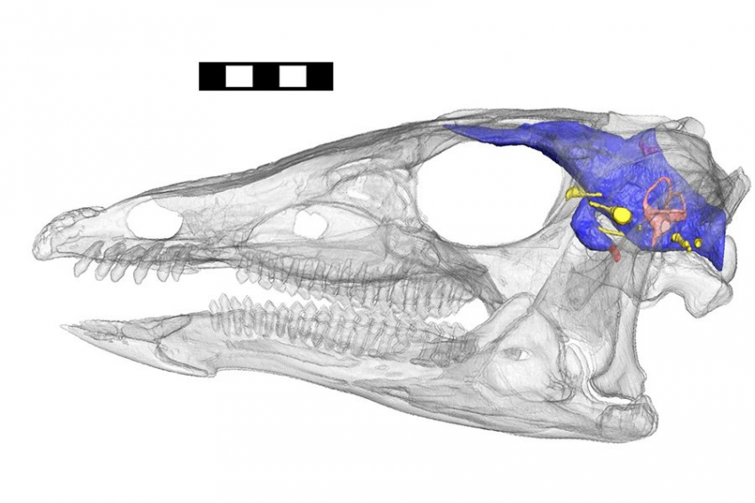 КТ показала, что у «забытого» динозавра были сверхчувства