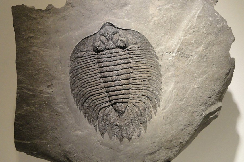 Трилобиты из тайского заповедника помогают раскрыть карту древнего мира