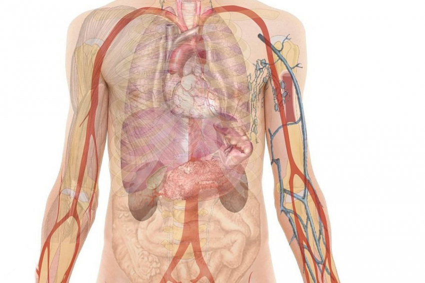 В Японии выявлен новый фактор риска развития почечной недостаточности