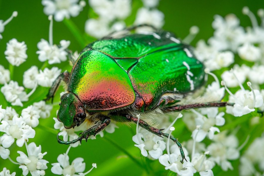 Томские учёные оптимизировали выращивание жуков-бронзовок для пищевых добавок