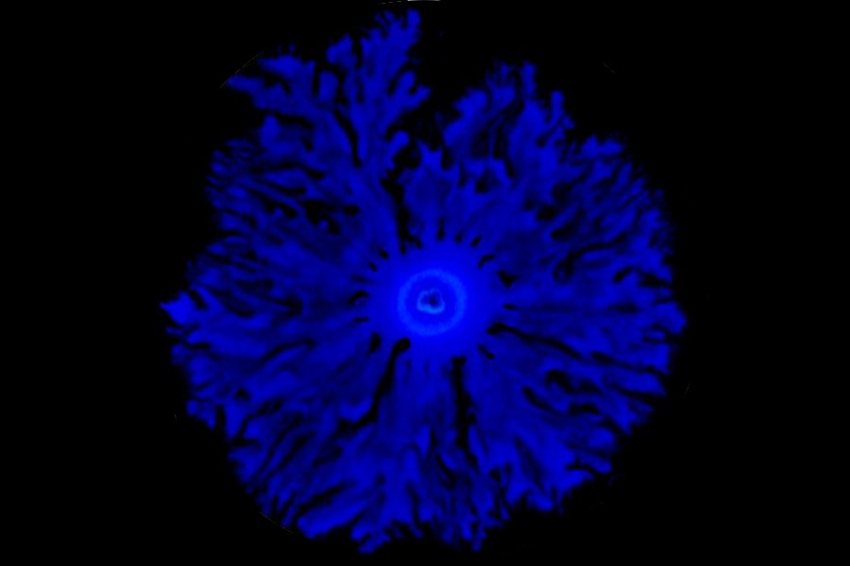 Ученые обнаружили наследственную память у бактерий