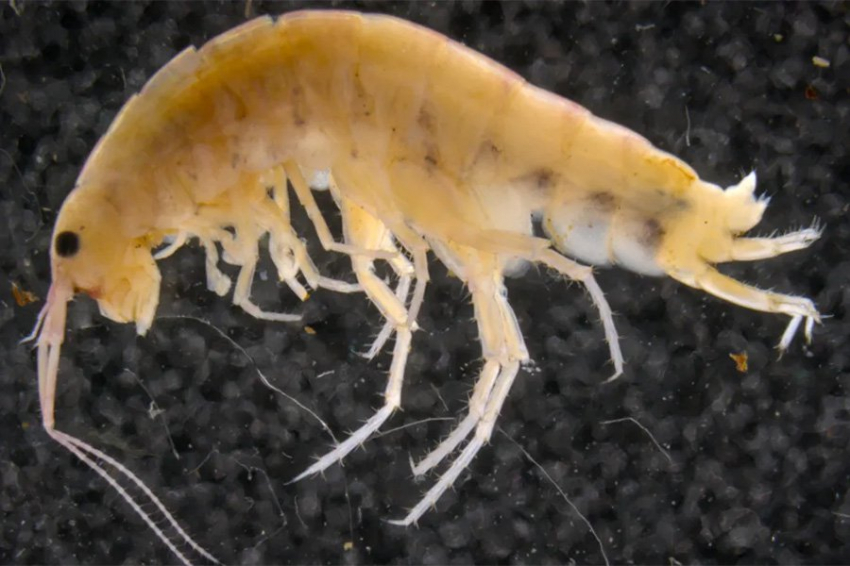 В горах Индонезии обнаружена древесная креветка