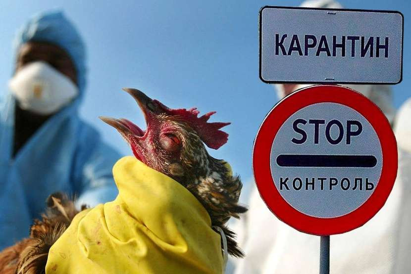 Власти Аляски подтвердили первый случай смерти белого медведя от птичьего гриппа