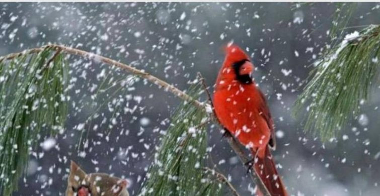 Народный праздник Сильвестров день, или Куриный праздник отмечают 15 января 2024 года