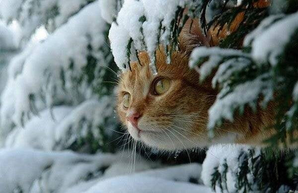 На праздник Ермилов день, отмечаемый 26 января 2024 года, большое внимание уделяется кошкам