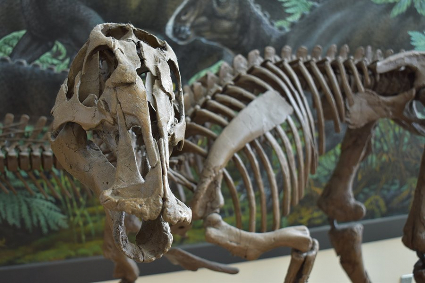 Окаменелости «Молодого тираннозавра» на самом деле представляют собой отдельный вид небольших тираннозавров