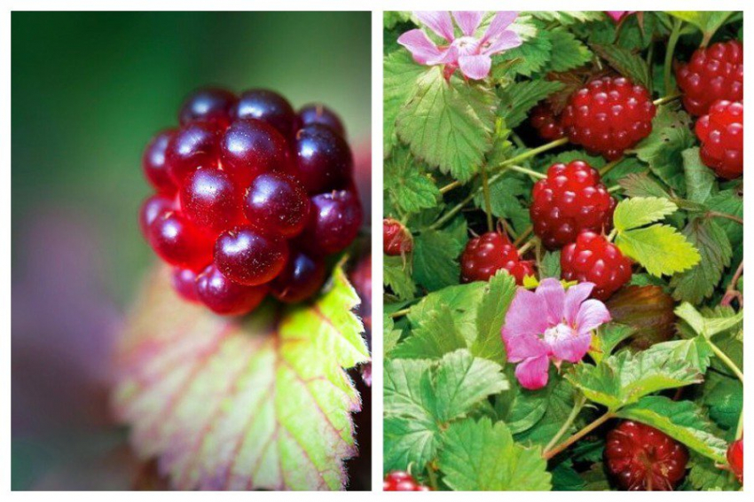 Российские ученые клонировали княженику, придав ей улучшенные свойства