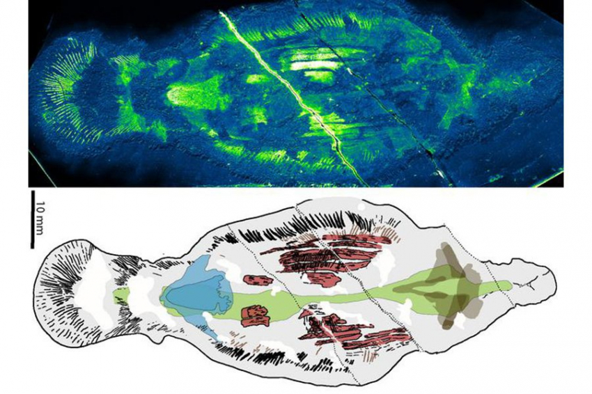«Гигантские» черви-хищники возрастом более полумиллиарда лет обнаружены в Северной Гренландии