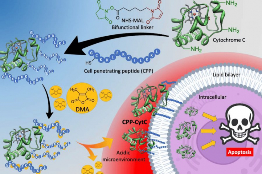 Биохимики РФ синтезировали нетоксичные ДНК, проникающие в клетки опухоли для лечения рака