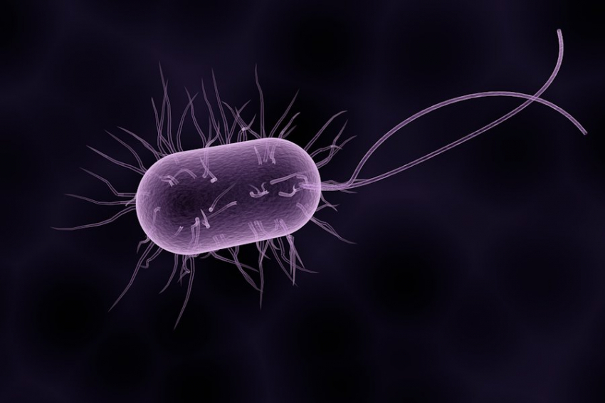 Учёные создали бактерию, умеющую поглощать CO2