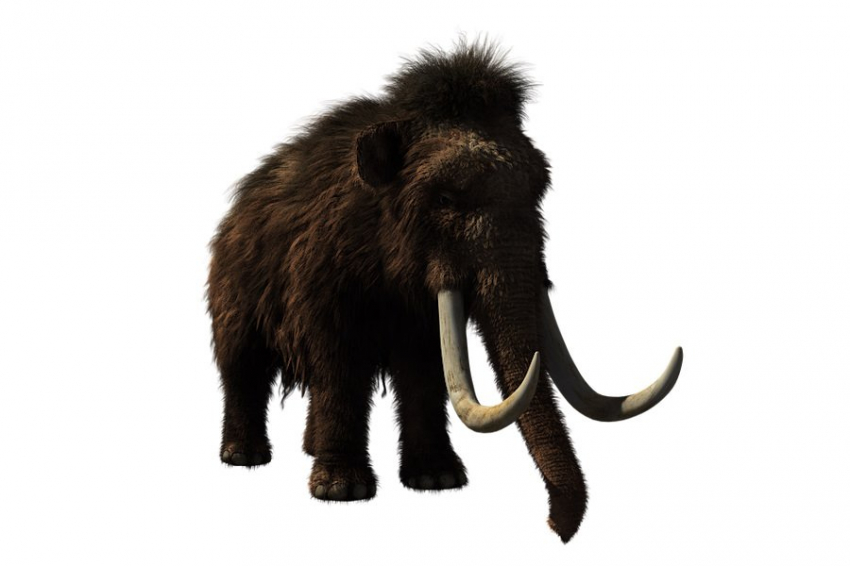 Ученые планируют воскресить вымерших мамонтов