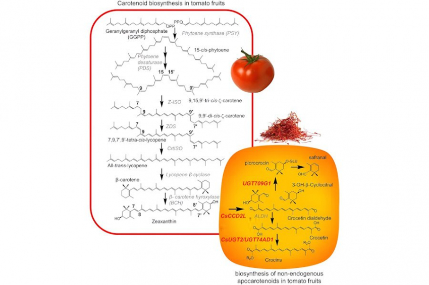 Учёные Испании создали полезный для здоровья шафрано-помидор