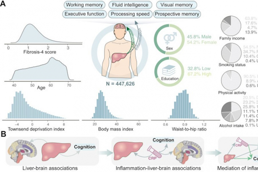 EBioMedicine: фиброз печени вызывает снижение когнитивных функций
