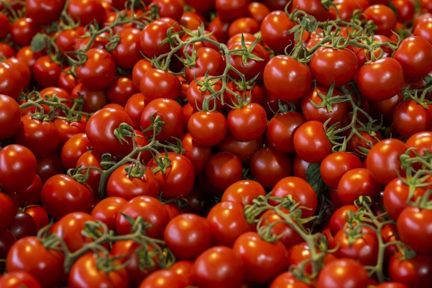 Съедобную вакцину от COVID-19 на основе томата разработали в Узбекистане