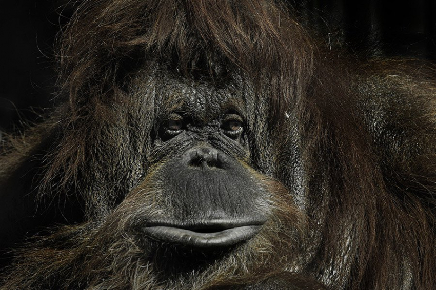 Вымирание гигантской обезьяны: раскрыта давняя загадка